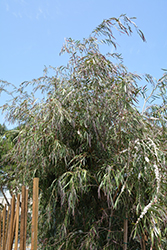Burgundy Peppermint Willow (Agonis flexuosa 'Burgundy') at A Very Successful Garden Center