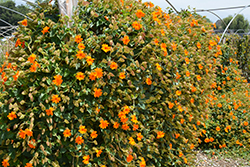Orange Clock Vine (Thunbergia gregorii) at Stonegate Gardens