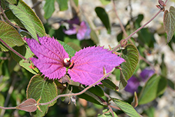 Purple Wings (Dalechampia aristolochiifolia) at A Very Successful Garden Center