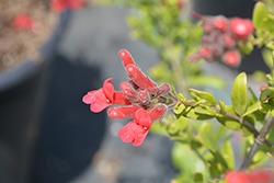 Bocarosa Island Snapdragon (Galvezia speciosa 'Bocarosa') at A Very Successful Garden Center