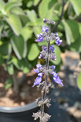 Blue Spur Flower (Plectranthus barbatus) at Stonegate Gardens