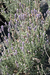 Gray Leaved French Lavender (Lavandula dentata var. candicans) at A Very Successful Garden Center