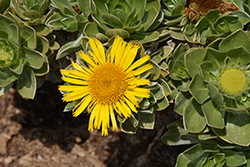Canary Island Daisy (Asteriscus sericeus) at A Very Successful Garden Center