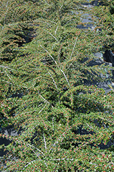 Ladder Leaf Cotoneaster (Cotoneaster 'Ladder Leaf') at Lakeshore Garden Centres