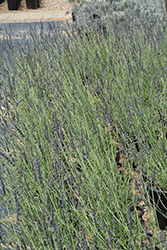 Sweet Lavender (Lavandula x heterophylla) at A Very Successful Garden Center