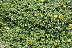 Ray's Carpet Coastal Gum Plant (Grindelia stricta var. platyphylla 'Ray's Carpet') at A Very Successful Garden Center