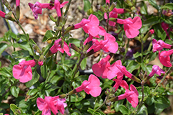 Berzerkeley Sage (Salvia microphylla 'Berzerkeley') at A Very Successful Garden Center