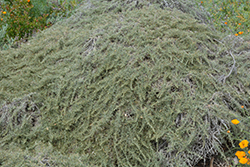 Canyon Gray California Sagebrush (Artemisia californica 'Canyon Gray') at A Very Successful Garden Center