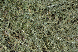 Canyon Gray California Sagebrush (Artemisia californica 'Canyon Gray') at Lakeshore Garden Centres