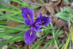 Beachhead Iris (Iris setosa) at Lakeshore Garden Centres