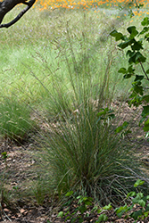 California Fescue (Festuca californica) at Stonegate Gardens