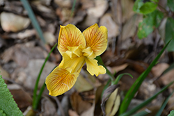 Golden Iris (Iris innominata) at A Very Successful Garden Center