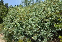Island Bush Poppy (Dendromecon harfordii) at Stonegate Gardens