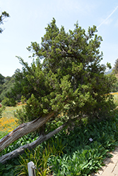 California Juniper (Juniperus californica) at A Very Successful Garden Center