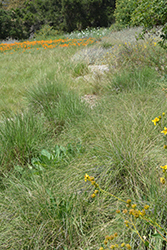 Deer Grass (Muhlenbergia rigens) at A Very Successful Garden Center