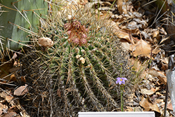 San Diego Barrel Cactus (Ferocactus viridescens) at A Very Successful Garden Center