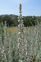 White Sage (Salvia apiana) at A Very Successful Garden Center