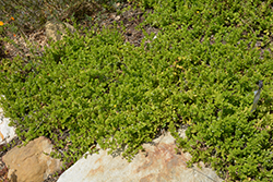 Yerba Buena (Clinopodium douglasii) at A Very Successful Garden Center