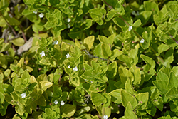 Yerba Buena (Clinopodium douglasii) at A Very Successful Garden Center