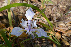 Coast Iris (Iris longipetala) at A Very Successful Garden Center