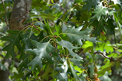 California Black Oak (Quercus kelloggii) at Lakeshore Garden Centres