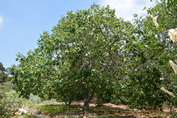 California Black Oak (Quercus kelloggii) at A Very Successful Garden Center