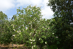 California Buckeye (Aesculus californica) at A Very Successful Garden Center