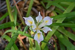 Rocky Mountain Iris (Iris missouriensis) at A Very Successful Garden Center