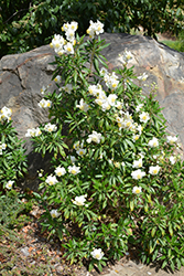 Bush Anemone (Carpenteria californica) at Stonegate Gardens