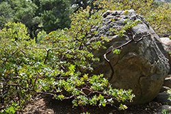 Hoary Manzanita (Arctostaphylos canescens) at Stonegate Gardens