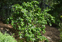 Catalina Cherry (Prunus ilicifolia ssp. lyonii) at A Very Successful Garden Center