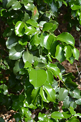 Catalina Cherry (Prunus ilicifolia ssp. lyonii) at A Very Successful Garden Center