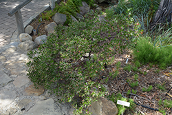 Wayside Hooker's Manzanita (Arctostaphylos hookeri 'Wayside') at A Very Successful Garden Center