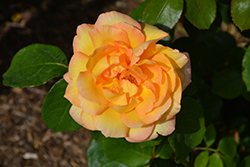 Glowing Peace Rose (Rosa 'Glowing Peace') at Stonegate Gardens