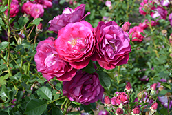 Wild Blue Yonder Rose (Rosa 'Wild Blue Yonder') at Lakeshore Garden Centres