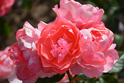 Passionate Kisses Rose (Rosa 'Meizebul') at A Very Successful Garden Center