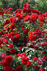 Europeana Rose (Rosa 'Europeana') at A Very Successful Garden Center