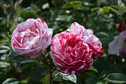 Scentimental Rose (Rosa 'Scentimental') at Stonegate Gardens