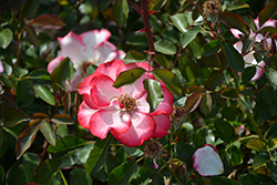 Betty Boop Rose (Rosa 'Betty Boop') at A Very Successful Garden Center