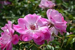 Brilliant Pink Iceberg Rose Tree (Rosa 'Brilliant Pink Iceberg (tree form)') at A Very Successful Garden Center