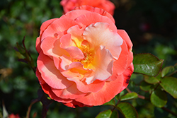 Colorific Rose (Rosa 'Colorific') at A Very Successful Garden Center