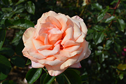 Sunset Celebration Rose (Rosa 'Sunset Celebration') at Stonegate Gardens