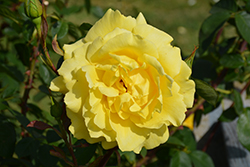 Mellow Yellow Rose (Rosa 'Mellow Yellow') at Stonegate Gardens