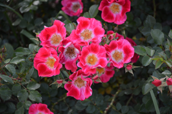Carefree Spirit Rose (Rosa 'Carefree Spirit') at A Very Successful Garden Center
