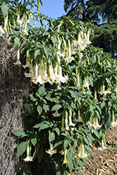 Double White Angel's Trumpet (Brugmansia x candida 'Double White') at A Very Successful Garden Center