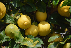 Dwarf Lisbon Lemon (Citrus limon 'Dwarf Lisbon') at A Very Successful Garden Center