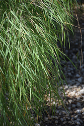 Mexican Weeping Bamboo (Otatea acuminata 'Aztecorum') at Lakeshore Garden Centres