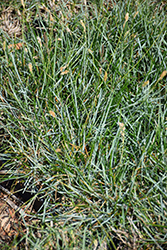 Blue Moor Grass (Sesleria caerulea) at Stonegate Gardens