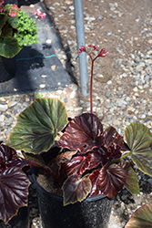 Red Fred Begonia (Begonia 'Red Fred') at A Very Successful Garden Center