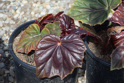 Red Fred Begonia (Begonia 'Red Fred') at Lakeshore Garden Centres